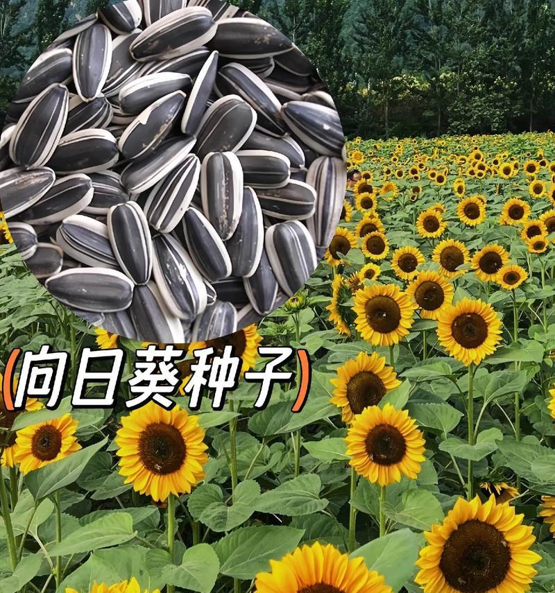 向日葵盆栽种植步骤是什么？向日葵盆栽需要注意什么？