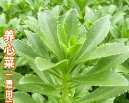 七叶草的养殖方法有哪些？