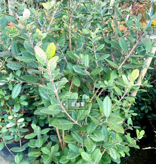 哪些植物既耐旱又耐阴？