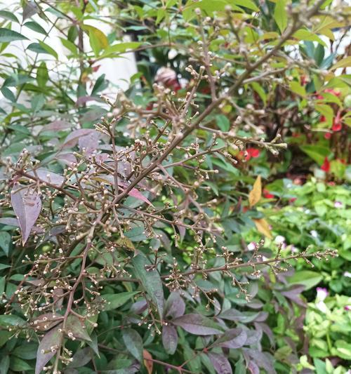 哪些植物既耐旱又耐阴？