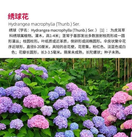 绣球花什么时候开？绣球花的花期管理和颜色变化是什么？