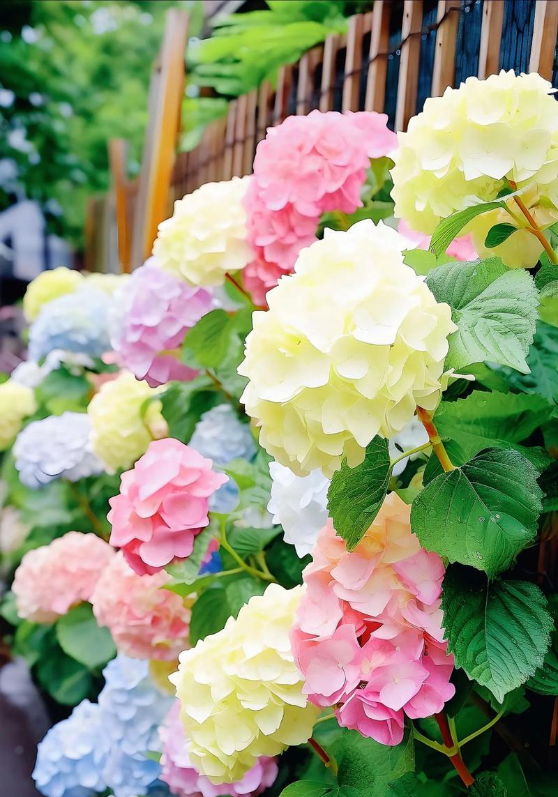 绣球花什么时候开？绣球花的花期管理和颜色变化是什么？