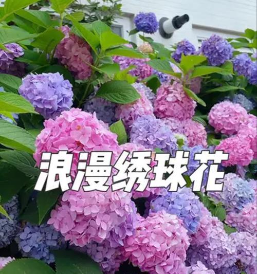 绣球花什么时候开？绣球花的花期管理和颜色变化是什么？
