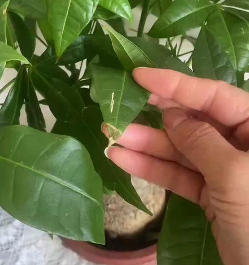 发财树干枯怎么办？如何应对发财树出现的干枯现象？