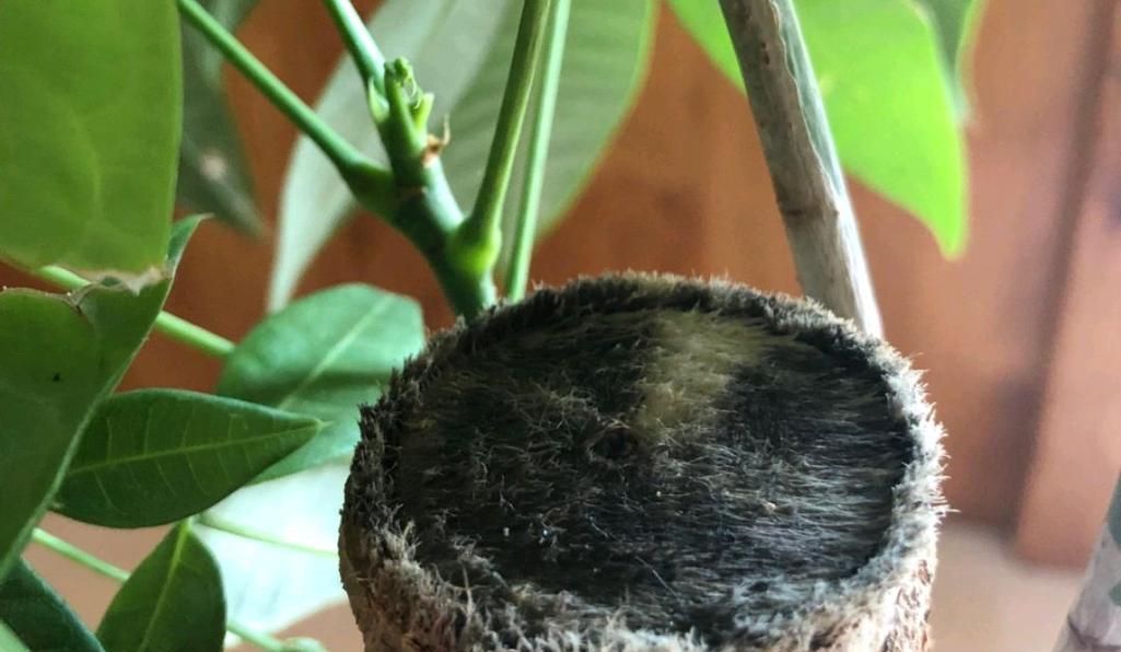 发财树干枯怎么办？如何应对发财树出现的干枯现象？