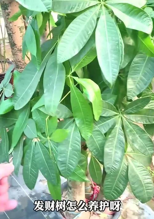 发财树干枯怎么办？如何应对发财树出现的干枯现象？