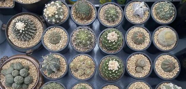 仙人球的球养殖需要注意哪些问题？