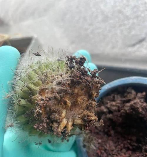 仙人球的球养殖需要注意哪些问题？