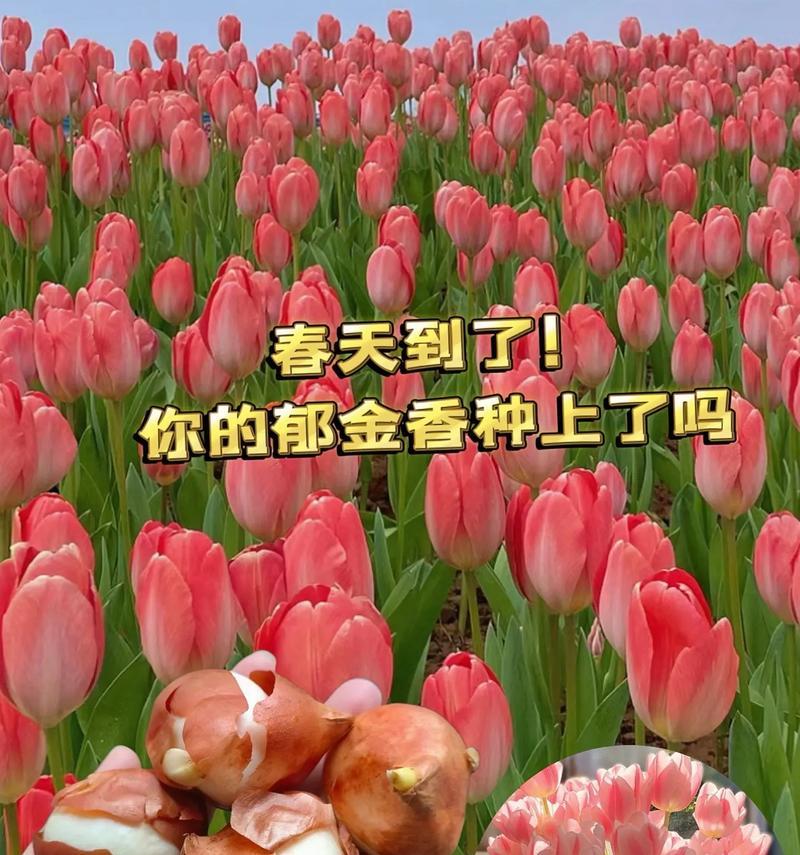 郁金香怎么养？郁金香的种植和养护技巧有哪些？