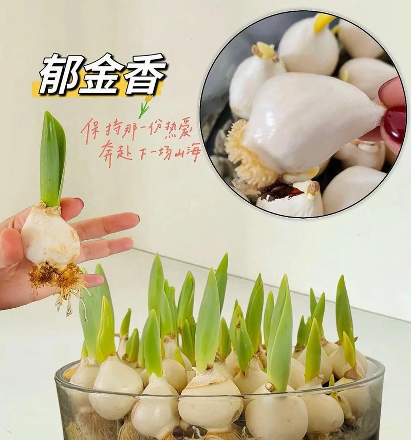郁金香怎么养？郁金香的种植和养护技巧有哪些？