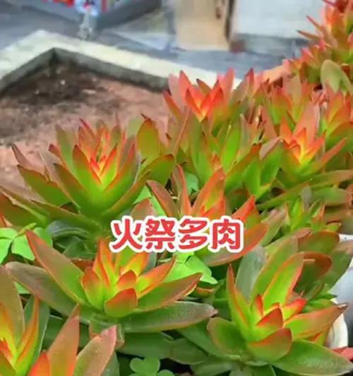 火祭开花了怎么办？火祭开花后的养护要点是什么？