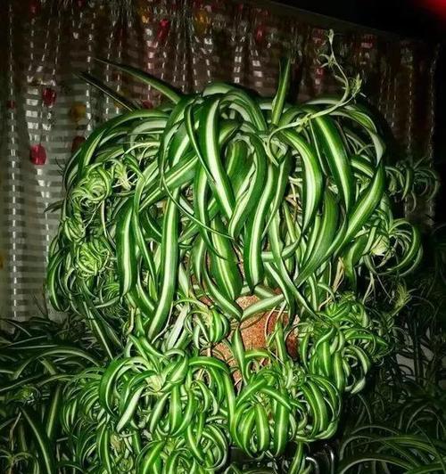 细叶吊兰的养殖方法有哪些？怎样才能养出茂盛的细叶吊兰？