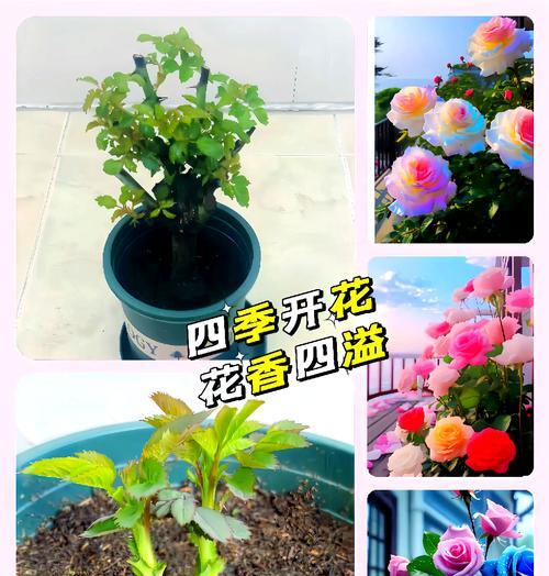 种植玫瑰品种有哪些技巧？如何选择适合的玫瑰品种？