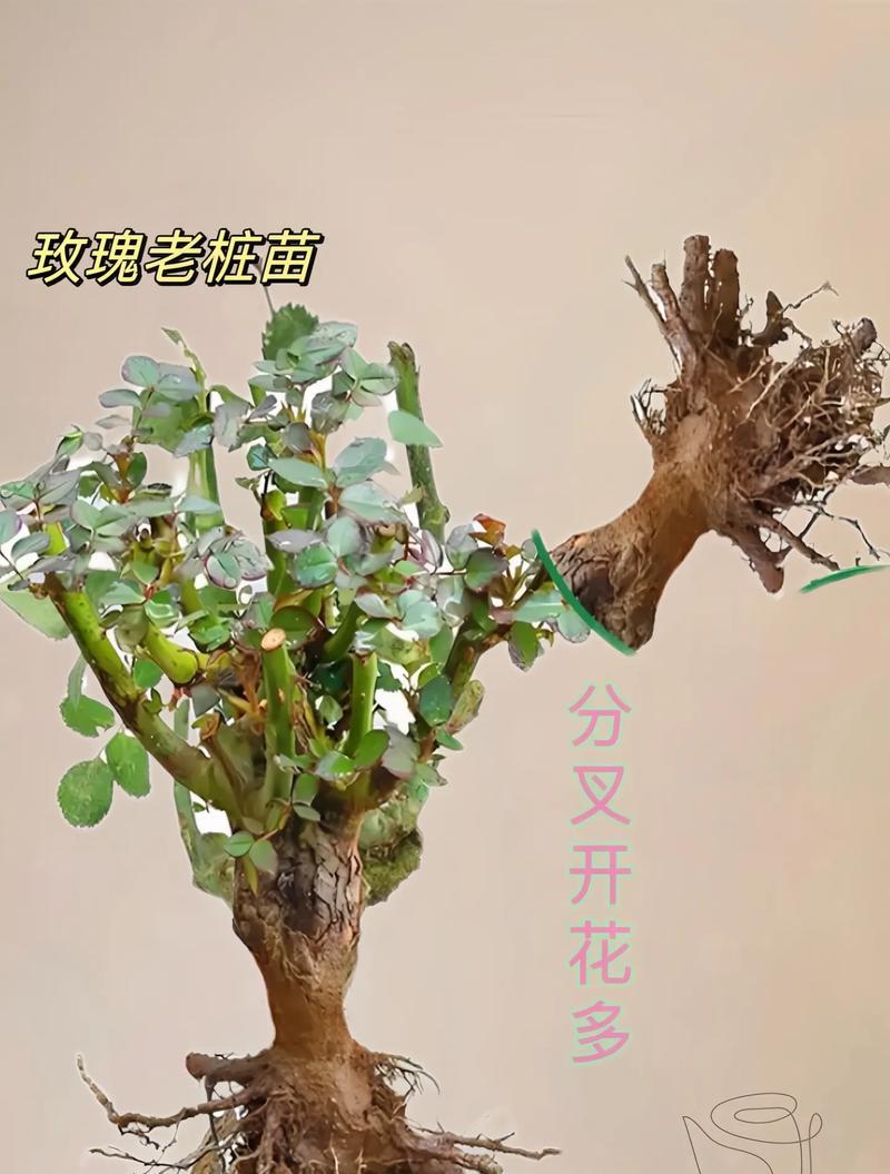 种植玫瑰品种有哪些技巧？如何选择适合的玫瑰品种？