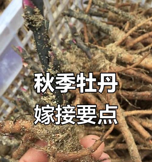 牡丹修剪的最佳时机和方法是什么？