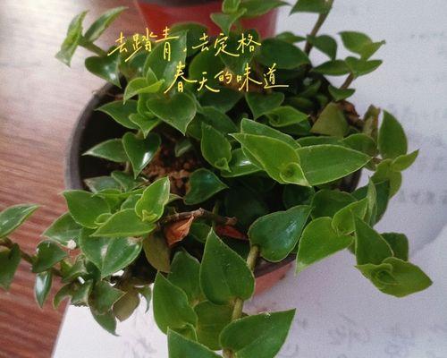 竹节吊兰的养殖要点是什么？如何防止其叶子发黄？