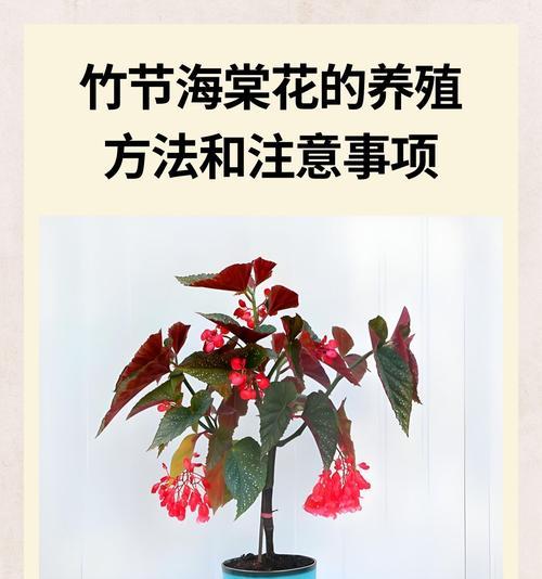 竹节吊兰的养殖要点是什么？如何防止其叶子发黄？