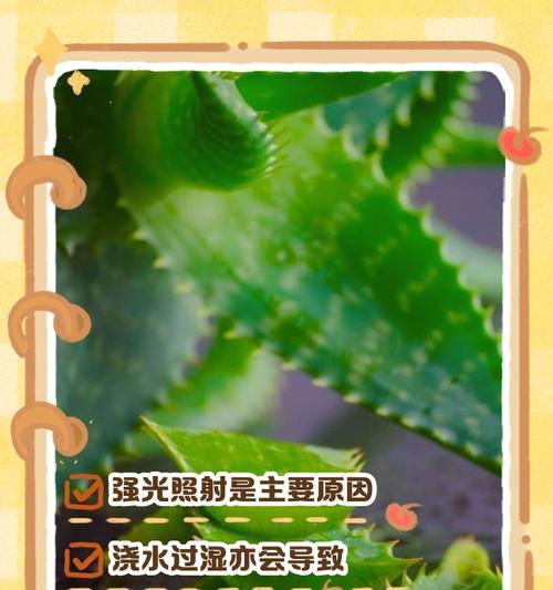 芦荟叶尖发黄的原因及解决方法是什么？