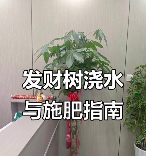 发财树浇水的正确方法是什么？