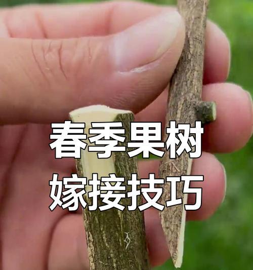 嫁接取芽的正确方法是什么？如何提高成活率？