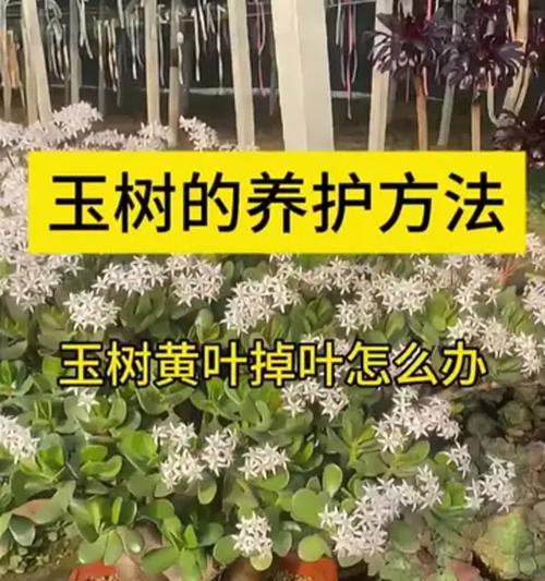 玉树养殖需要注意什么？怎样才能养出健康玉树？