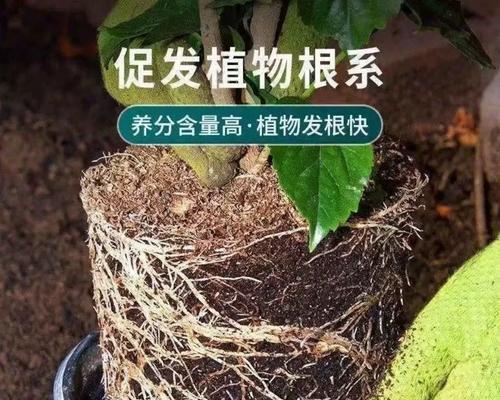 营养土种植花卉的正确方法是什么？