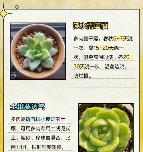 金手指多肉植物的养殖技巧和常见问题解答？