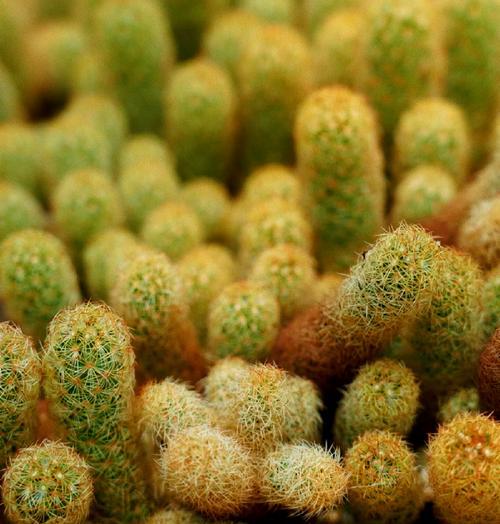金手指多肉植物的养殖技巧和常见问题解答？