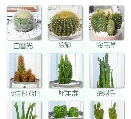 金手指多肉植物的养殖技巧和常见问题解答？