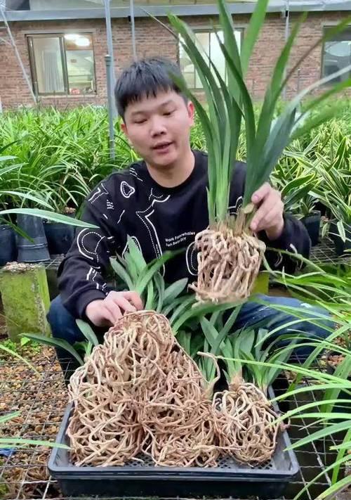 北方养殖兰花的注意事项有哪些？