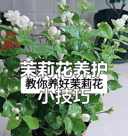 茉莉花不开放可能的原因有哪些？