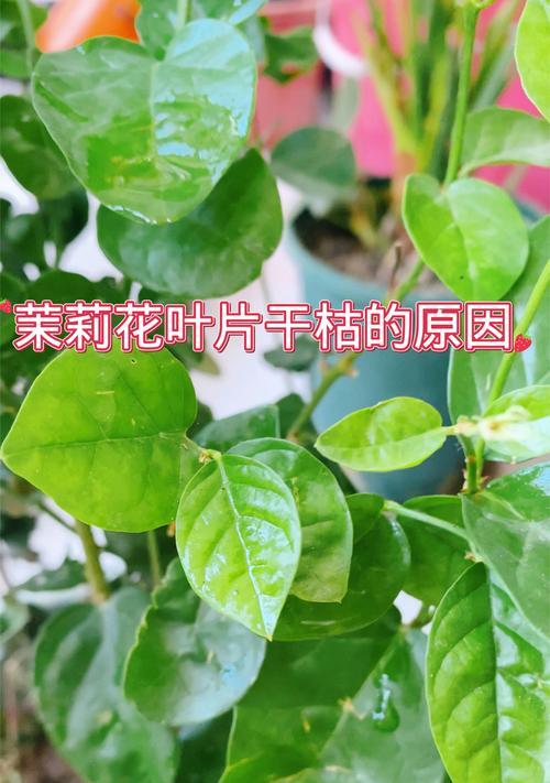 茉莉花不开放可能的原因有哪些？