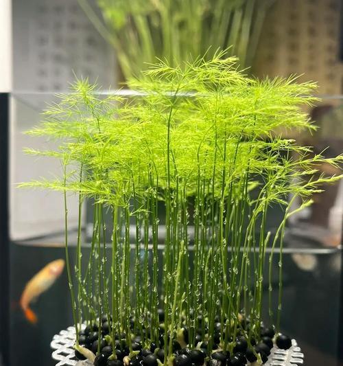 文竹的培育方法是什么？如何保持文竹的健康生长？