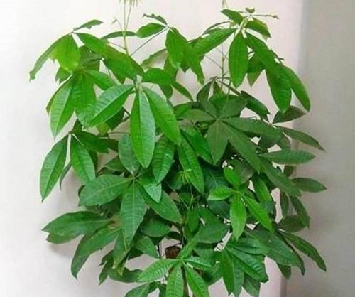 室内种植哪种绿植最为适宜？