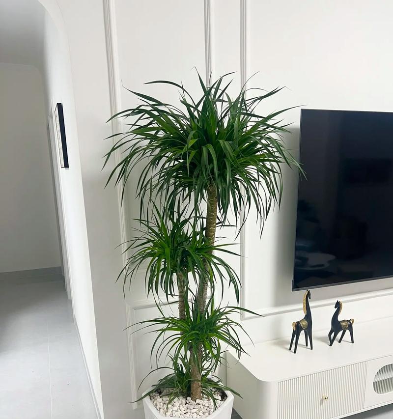 室内种植哪种绿植最为适宜？