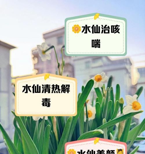 水仙花属于哪个科？
