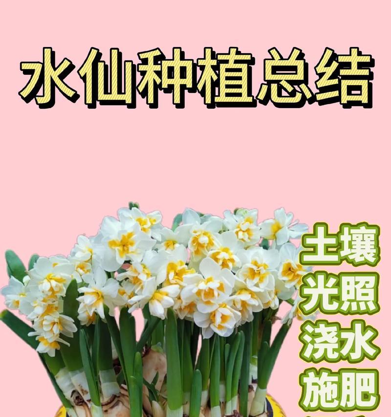 水仙花属于哪个科？