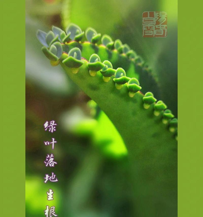 哪些植物的叶子能落地生根？