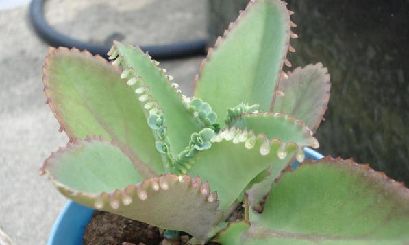 哪些植物的叶子能落地生根？