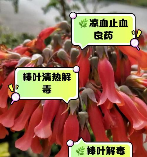 哪些植物的叶子能落地生根？