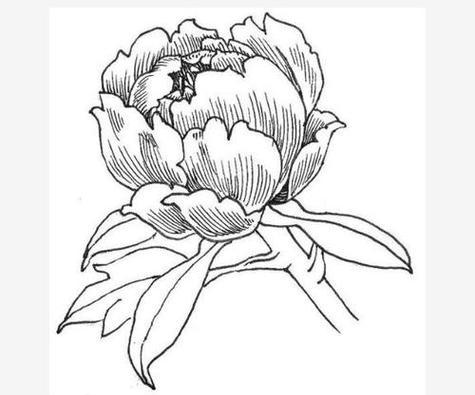 牡丹花繁殖的正确步骤是什么？