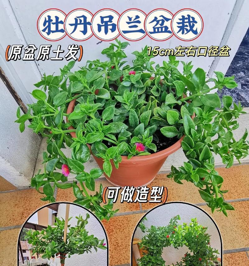 牡丹花繁殖的正确步骤是什么？