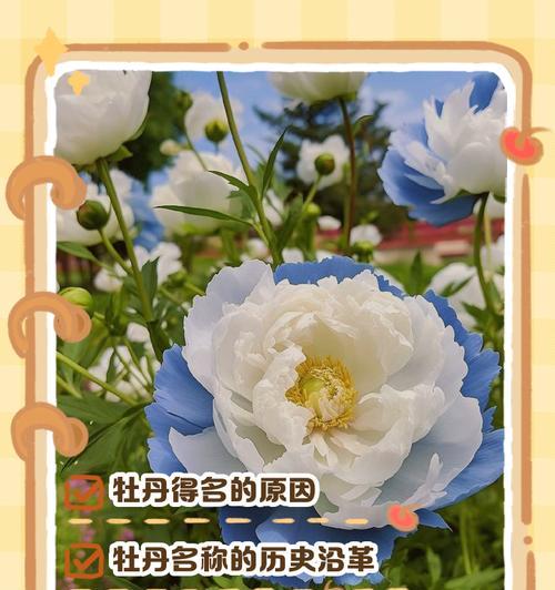 牡丹花繁殖的正确步骤是什么？