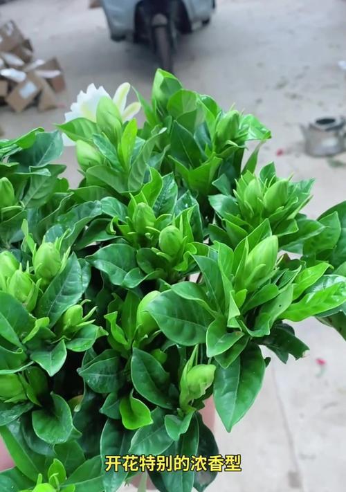 栀子花浇水的正确方法是什么？