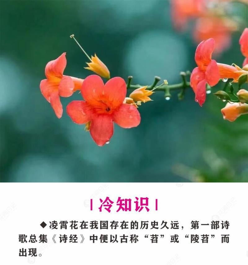 凌霄花有哪些品种？凌霄品种的养护方法是什么？