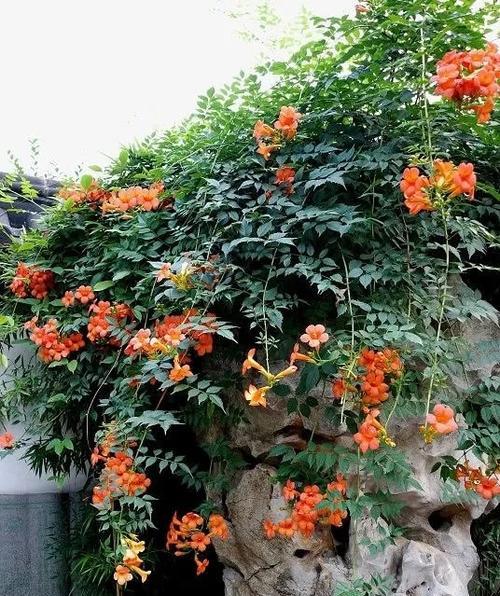 凌霄花有哪些品种？凌霄品种的养护方法是什么？