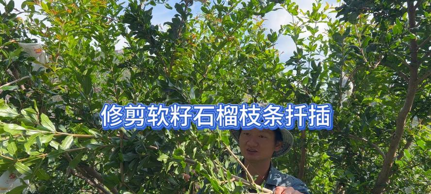 石榴树桩的处理技巧有哪些？