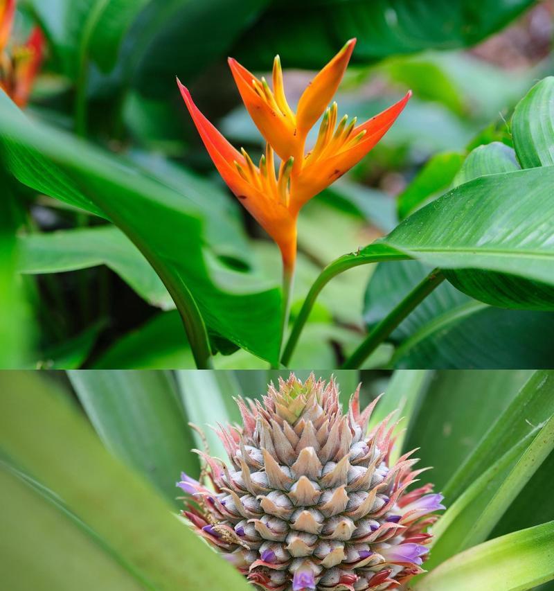 海里有什么花？海洋植物的种类和特点有哪些？