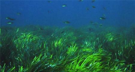 海里有什么花？海洋植物的种类和特点有哪些？