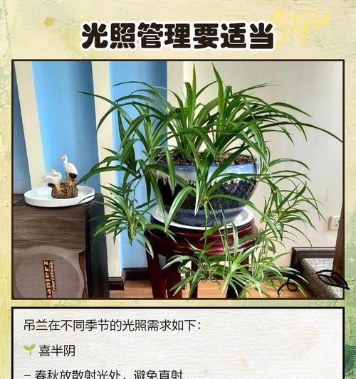 吊兰怎样才能长得矮粗？如何控制吊兰的生长形态？